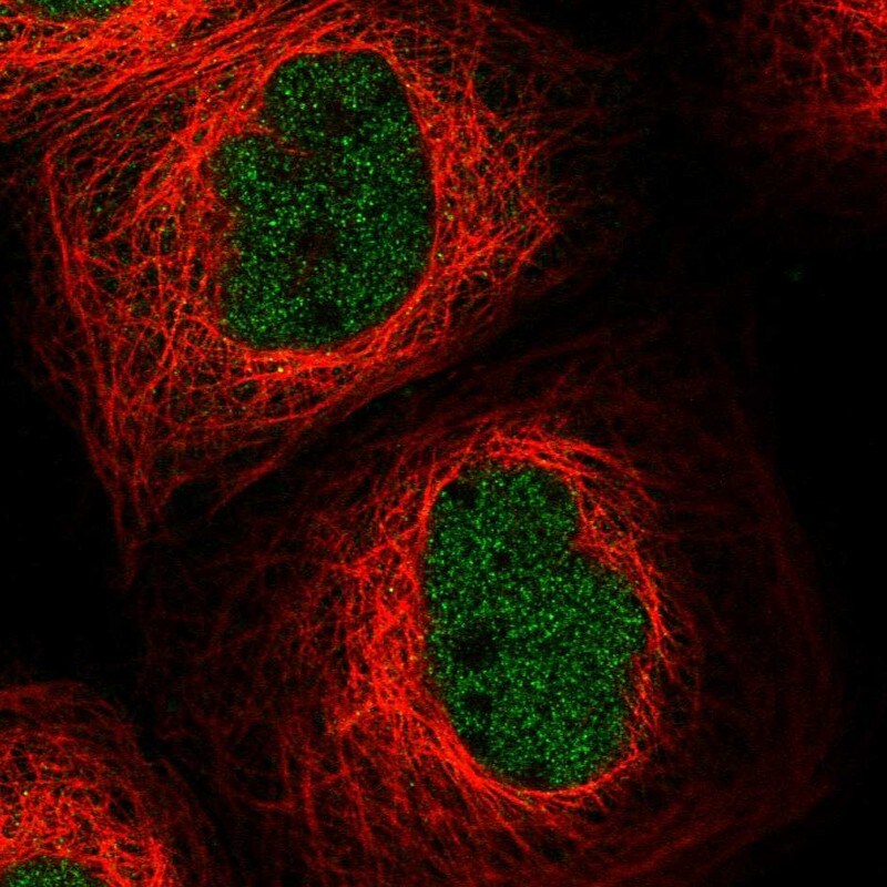 MASTL Antibody - BSA Free Immunocytochemistry/ Immunofluorescence: MASTL Antibody - BSA Free [NBP1-83680]