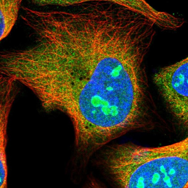 HS1BP3 Antibody - BSA Free Immunocytochemistry/ Immunofluorescence: HS1BP3 Antibody [NBP1-83690]