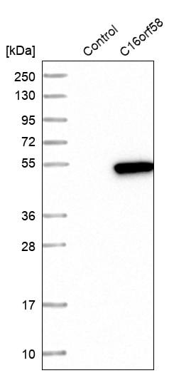 C16orf58 Antibody - BSA Free Western Blot: C16orf58 Antibody - BSA Free [NBP1-83692]