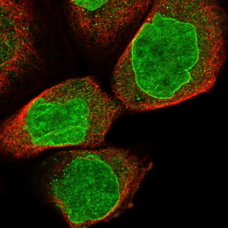 RFX7 Antibody - BSA Free Immunocytochemistry/ Immunofluorescence: RFX7 Antibody [NBP1-83705]