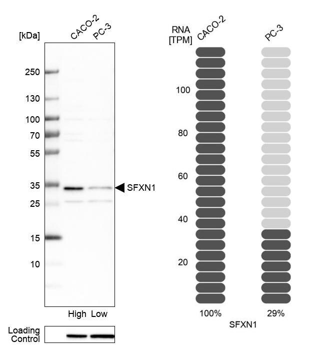 SFXN1 Antibody - BSA Free Western Blot: SFXN1 Antibody - BSA Free [NBP1-83708]