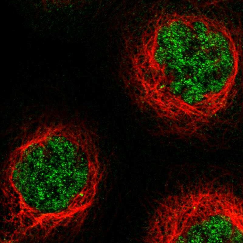 ZBTB10 Antibody - BSA Free Immunocytochemistry/ Immunofluorescence: ZBTB10 Antibody [NBP1-83714]