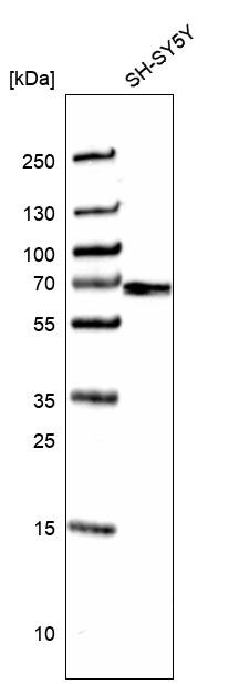 STRA6 Antibody - BSA Free Western Blot: STRA6 Antibody - BSA Free [NBP1-83719]