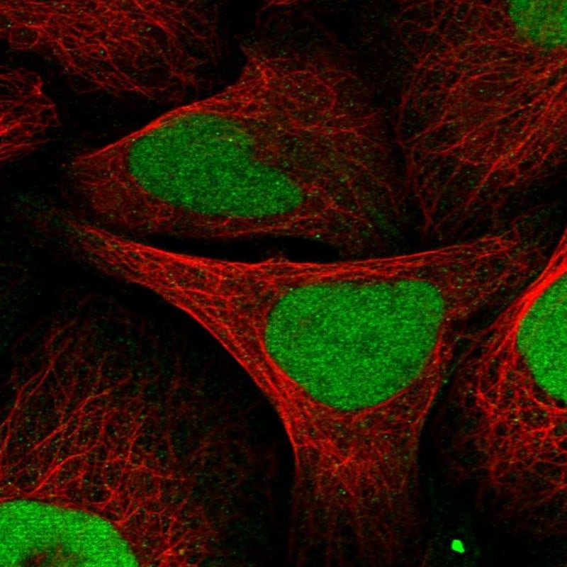 Kif4A Antibody - BSA Free Immunocytochemistry/ Immunofluorescence: Kif4A Antibody - BSA Free [NBP1-83721]
