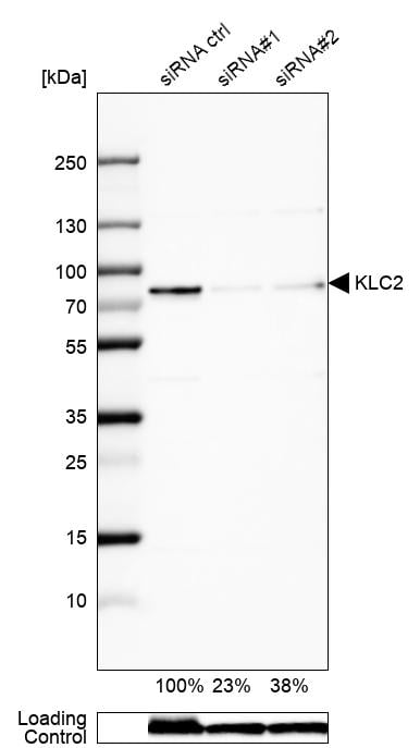 KLC2 Antibody - BSA Free Western Blot: KLC2 Antibody - BSA Free [NBP1-83722]