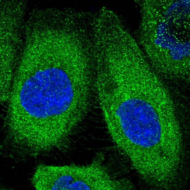KLC2 Antibody - BSA Free Immunocytochemistry/ Immunofluorescence: KLC2 Antibody [NBP1-83723]