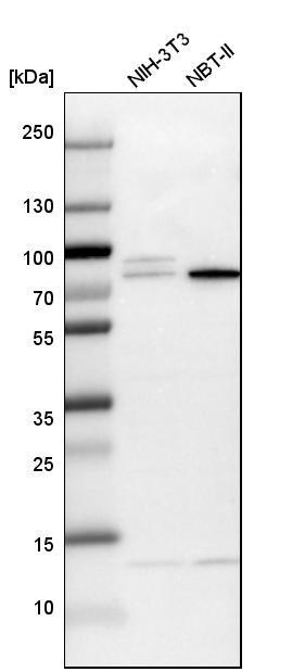 KLC2 Antibody - BSA Free Western Blot: KLC2 Antibody - BSA Free [NBP1-83723]