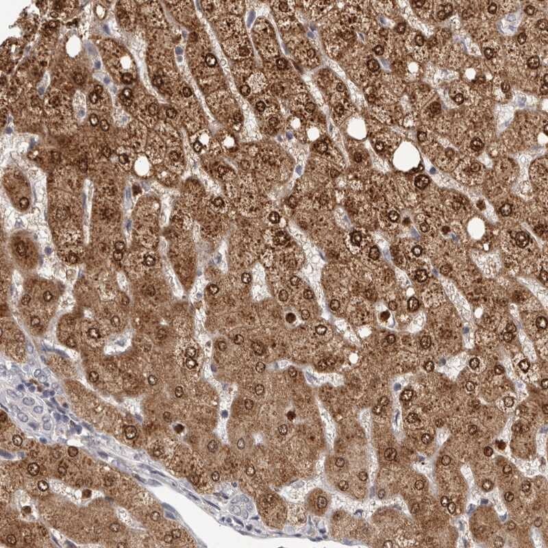 GPR157 Antibody - BSA Free Immunohistochemistry-Paraffin: GPR157 Antibody [NBP1-83724]