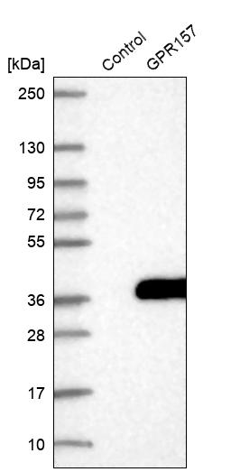GPR157 Antibody - BSA Free Western Blot: GPR157 Antibody - BSA Free [NBP1-83724]