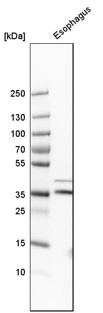 GPR157 Antibody - BSA Free Western Blot: GPR157 Antibody - BSA Free [NBP1-83724]