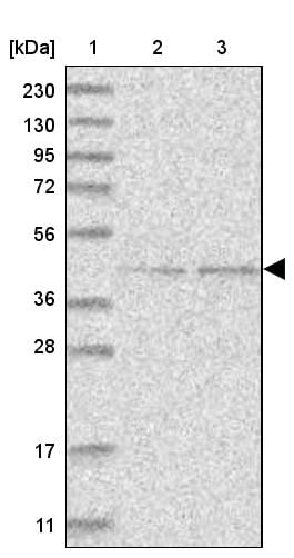 GTDC1 Antibody - BSA Free Western Blot: GTDC1 Antibody - BSA Free [NBP1-83725]