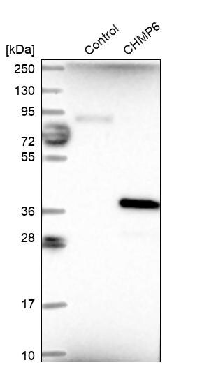 CHMP6 Antibody - BSA Free Western Blot: CHMP6 Antibody - BSA Free [NBP1-83727]