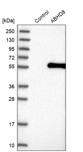 ABHD8 Antibody - BSA Free Western Blot: ABHD8 Antibody - BSA Free [NBP1-83728]