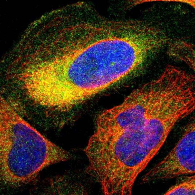 TCP11L1 Antibody - BSA Free Immunocytochemistry/ Immunofluorescence: TCP11L1 Antibody [NBP1-83749]