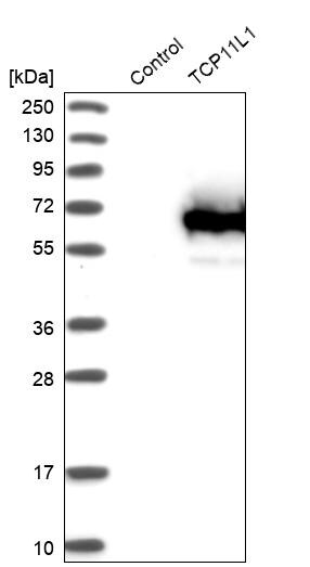TCP11L1 Antibody - BSA Free Western Blot: TCP11L1 Antibody - BSA Free [NBP1-83749]
