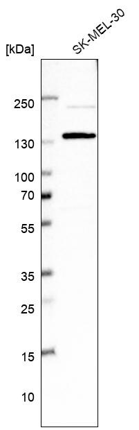 USP48 Antibody - BSA Free Western Blot: USP48 Antibody - BSA Free [NBP1-83751]