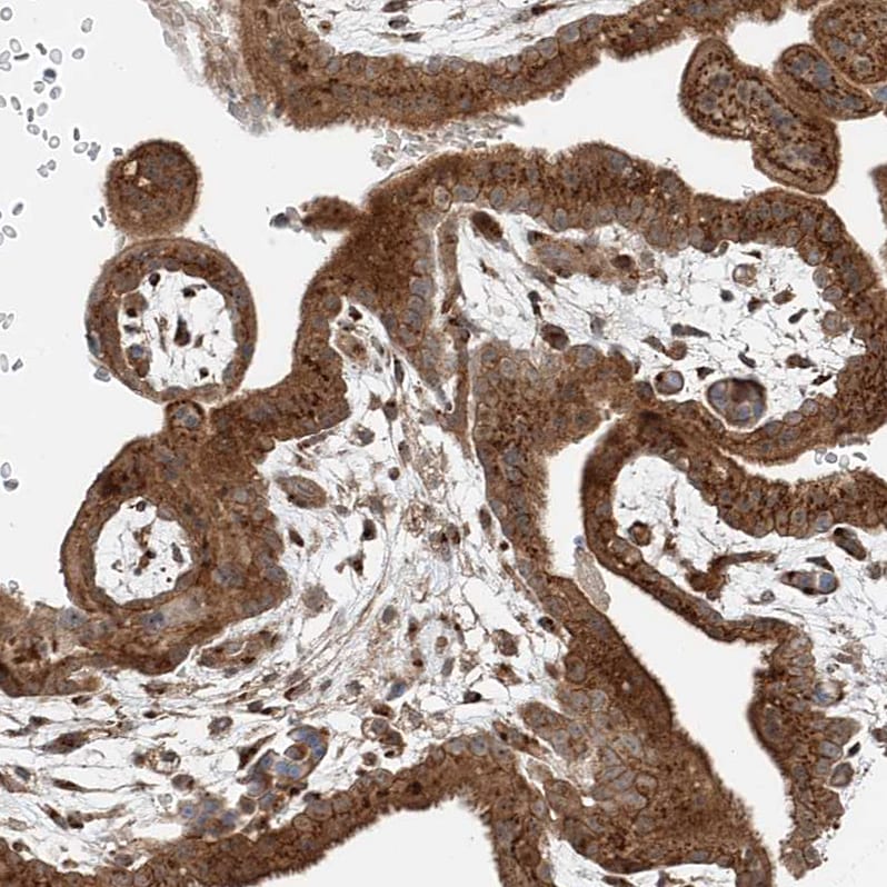 USP48 Antibody - BSA Free Immunohistochemistry-Paraffin: USP48 Antibody - BSA Free [NBP1-83752]