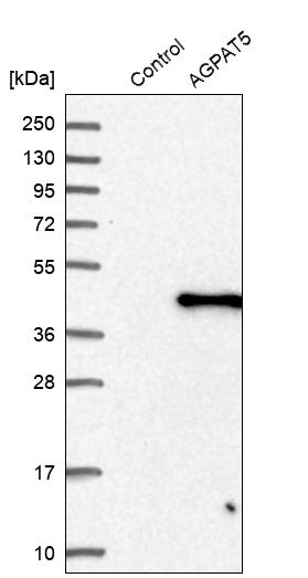 AGPAT5 Antibody - BSA Free Western Blot: AGPAT5 Antibody - BSA Free [NBP1-83767]