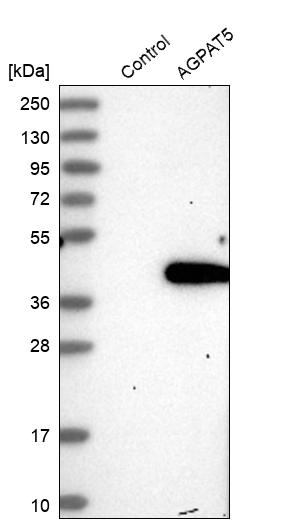 AGPAT5 Antibody - BSA Free Western Blot: AGPAT5 Antibody - BSA Free [NBP1-83768]
