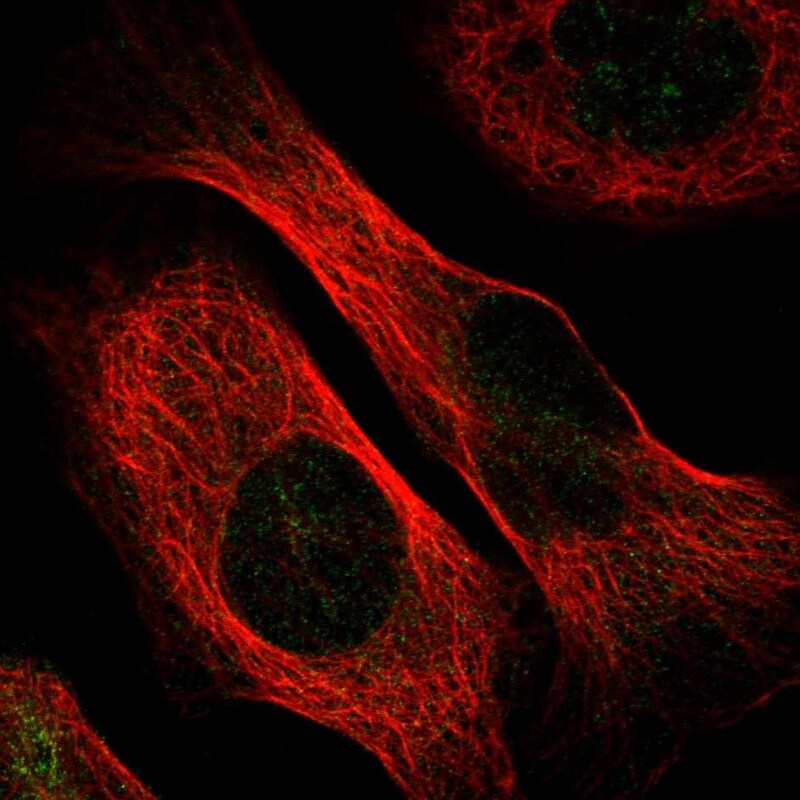 C5orf22 Antibody - BSA Free Immunocytochemistry/ Immunofluorescence: C5orf22 Antibody - BSA Free [NBP1-83769]