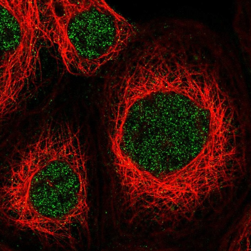 ZNF83 Antibody - BSA Free Immunocytochemistry/ Immunofluorescence: ZNF83 Antibody [NBP1-83789]