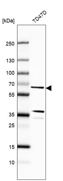 CWF19L1 Antibody - BSA Free Western Blot: CWF19L1 Antibody - BSA Free [NBP1-83793]