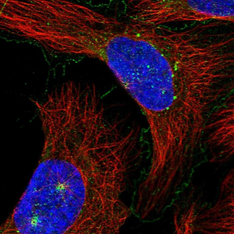 MAP11 Antibody - BSA Free Immunocytochemistry/ Immunofluorescence: MAP11 Antibody [NBP1-83807]