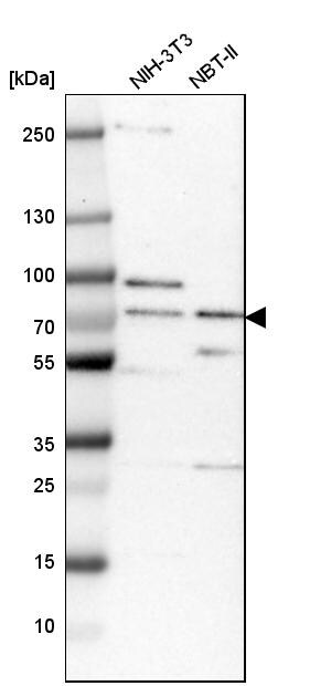 OGFOD1 Antibody - BSA Free Western Blot: OGFOD1 Antibody - BSA Free [NBP1-83826]