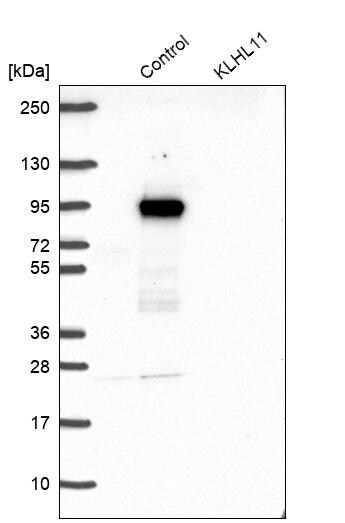 KLHL11 Antibody - BSA Free Western Blot: KLHL11 Antibody [NBP1-83846]