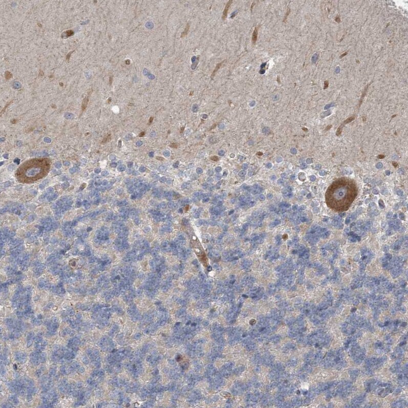 MRPS18A Antibody - BSA Free Immunohistochemistry-Paraffin: MRPS18A Antibody - BSA Free [NBP1-83850]
