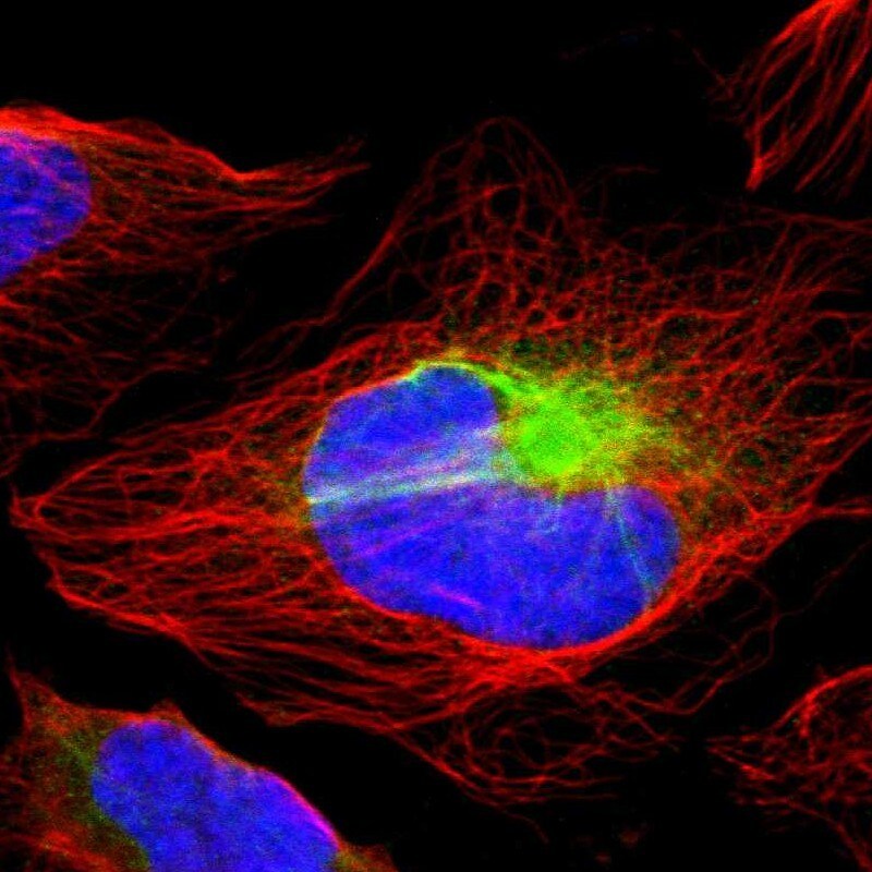 RBM23 Antibody - BSA Free Immunocytochemistry/ Immunofluorescence: RBM23 Antibody [NBP1-83857]