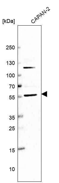 MANSC1 Antibody - BSA Free Western Blot: MANSC1 Antibody - BSA Free [NBP1-83872]
