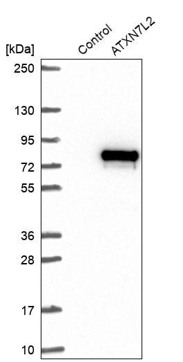 ATXN7L2 Antibody - BSA Free Western Blot: ATXN7L2 Antibody - BSA Free [NBP1-83876]