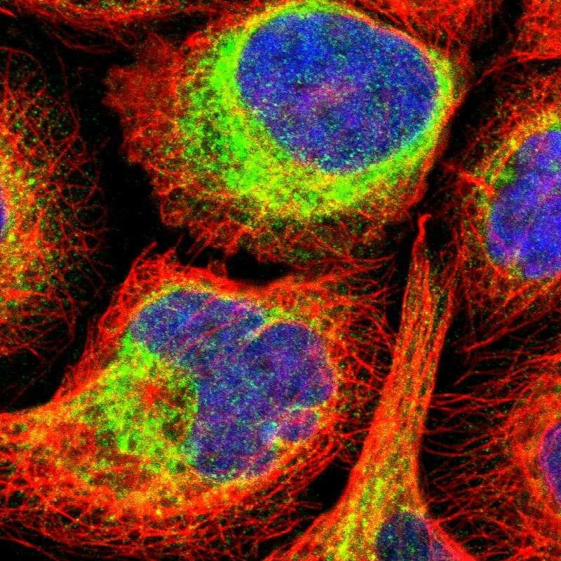 FKBP7 Antibody - BSA Free Immunocytochemistry/ Immunofluorescence: FKBP7 Antibody [NBP1-83889]