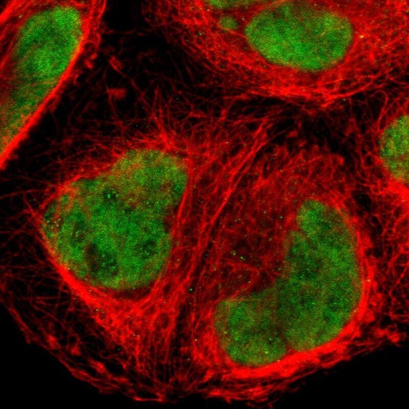 FOXJ2 Antibody - BSA Free Immunocytochemistry/ Immunofluorescence: FOXJ2 Antibody [NBP1-83897]