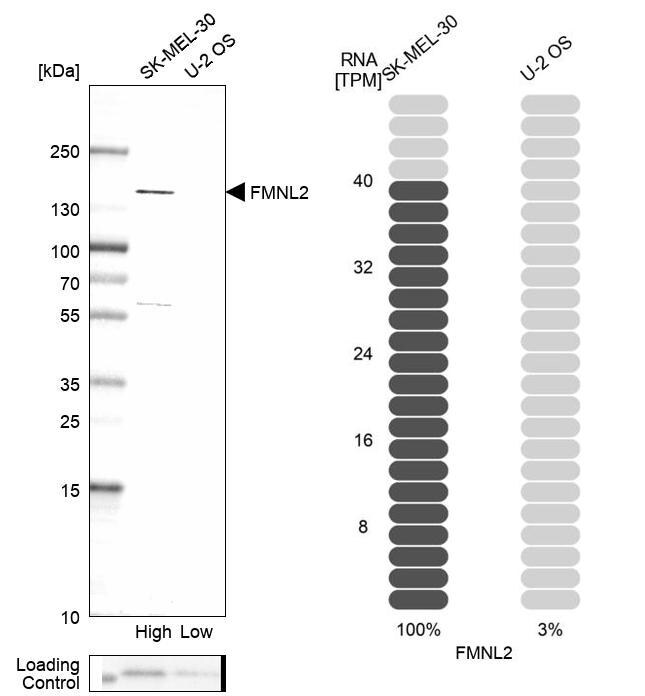 FMNL2 Antibody - BSA Free Western Blot: FMNL2 Antibody - BSA Free [NBP1-83901]