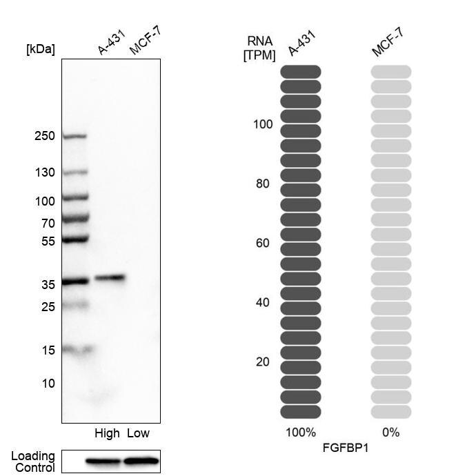 FGF-BP Antibody - BSA Free Western Blot: FGF-BP Antibody - BSA Free [NBP1-83904]