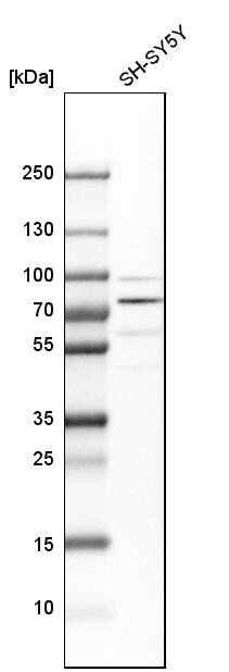 FUBP1 Antibody - BSA Free Western Blot: FUBP1 Antibody - BSA Free [NBP1-83918]
