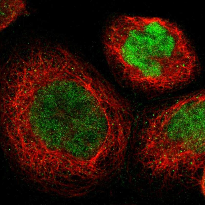 KLF4 Antibody - BSA Free Immunocytochemistry/ Immunofluorescence: KLF4 Antibody [NBP1-83940]