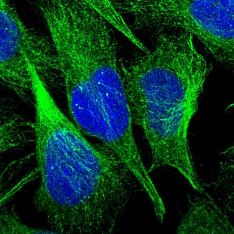 C9orf16 Antibody - BSA Free Immunocytochemistry/ Immunofluorescence: C9orf16 Antibody [NBP1-83955]