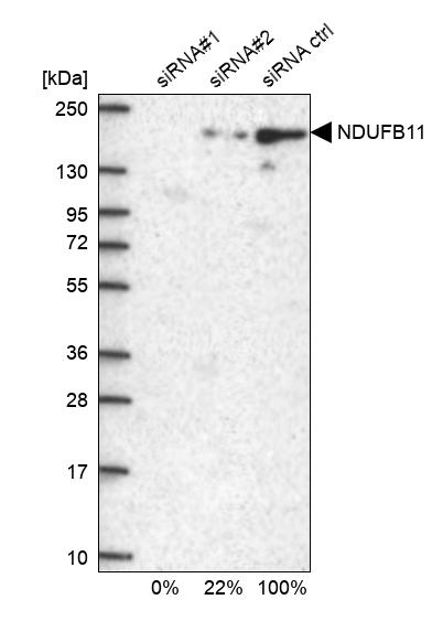 NDUFB11 Antibody - BSA Free Western Blot: NDUFB11 Antibody - BSA Free [NBP1-83956]