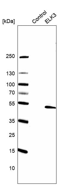 ELK3 Antibody - BSA Free Western Blot: ELK3 Antibody - BSA Free [NBP1-83960]