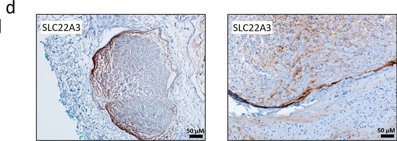 SLC22A3 Antibody - BSA Free