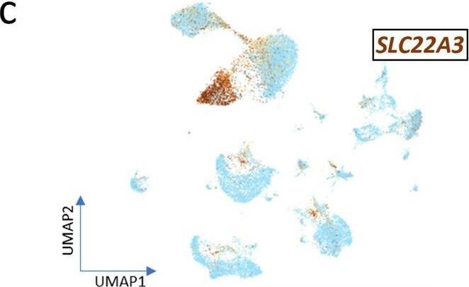 SLC22A3 Antibody - BSA Free