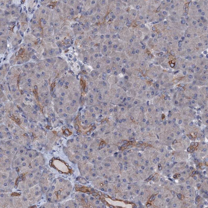 C10orf88 Antibody - BSA Free Immunohistochemistry: C10orf88 Antibody - BSA Free [NBP1-83978]