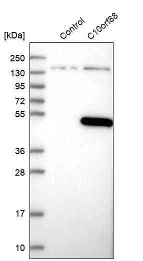 C10orf88 Antibody - BSA Free Western Blot: C10orf88 Antibody - BSA Free [NBP1-83979]