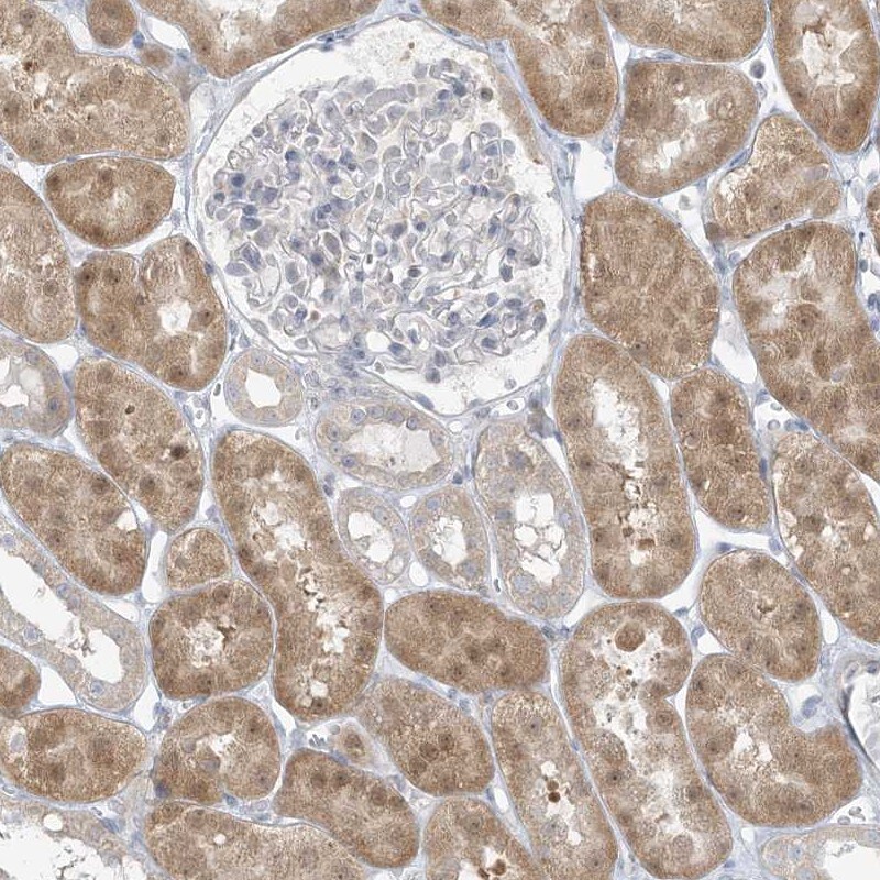 EEFSEC Antibody - BSA Free Immunohistochemistry-Paraffin: EEFSEC Antibody [NBP1-83992]