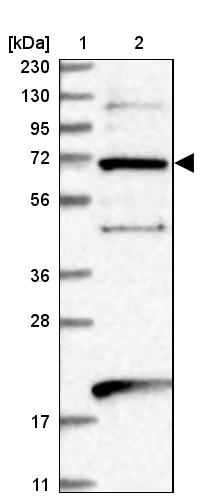 EEFSEC Antibody - BSA Free Western Blot: EEFSEC Antibody - BSA Free [NBP1-83992]