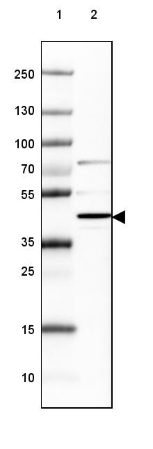 NECAB1 Antibody - BSA Free Western Blot: NECAB1 Antibody - BSA Free [NBP1-84005]