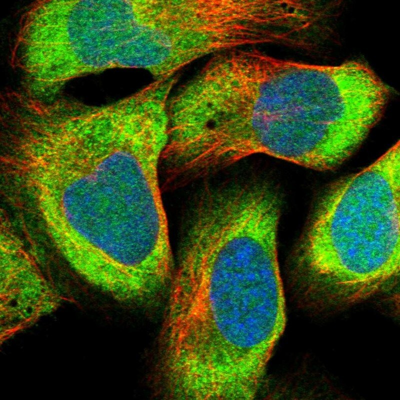 EDF1 Antibody - BSA Free Immunocytochemistry/ Immunofluorescence: EDF1 Antibody - BSA Free [NBP1-84011]